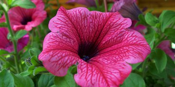 Fringilla mauris pretium ipsum