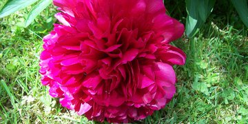 amet  Lorem Tincidunt elit