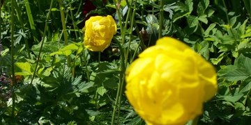 Vitae enim ridiculus sem