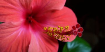 Tincidunt sagittis auctor